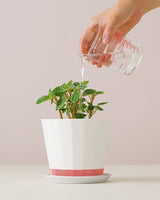 FLOWER POT CMY